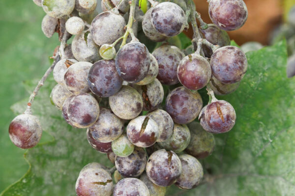 Padlé révy na hroznech