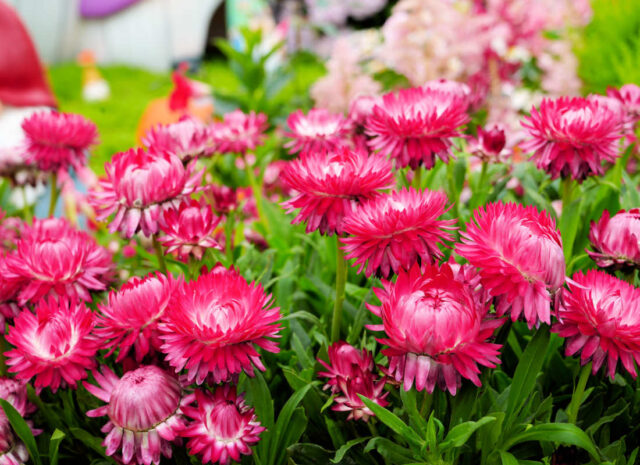 Slaměnka listenatá