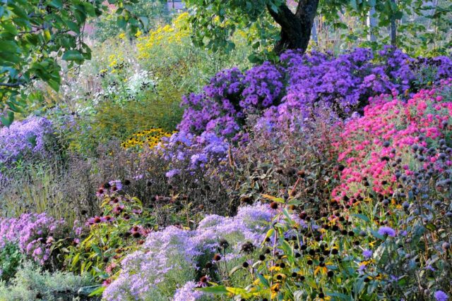 Barevný trvalkový podzimní záhon