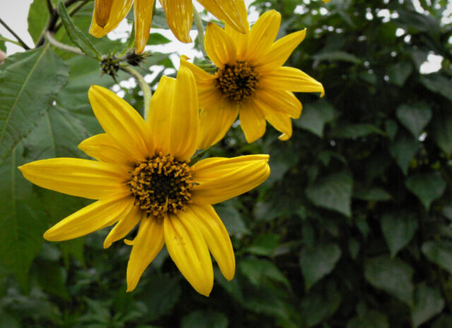 Topinambury - trochu jiné brambory