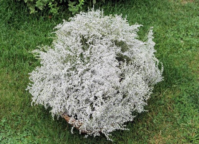 V hlavní roli statice