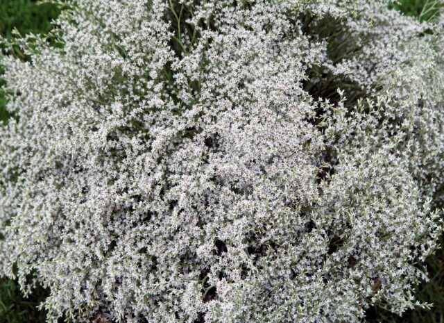 Statice - vděčná sušina