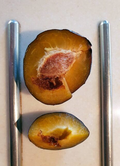 Rady odborníka ČZS