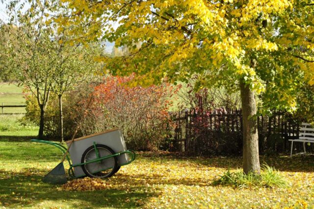 Podzimní listí v zahradě