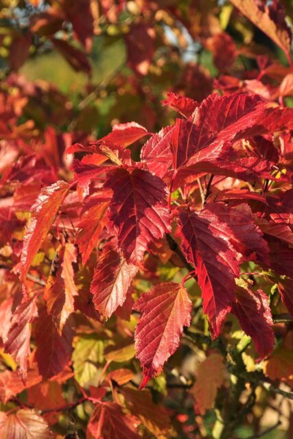 Javor ginnala - má zbarvení listí do červena