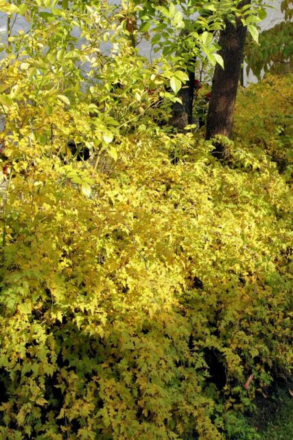 Korunatka se na podzim barví do žluta