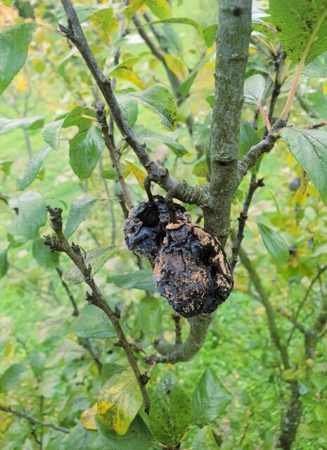 Rady odborníka ČZS