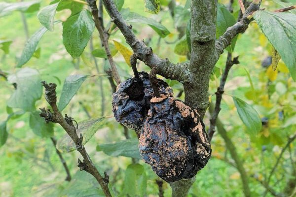 Rady odborníka ČZS