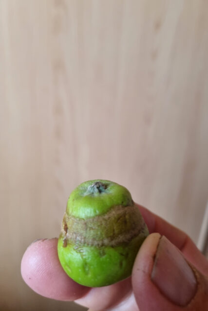 Jablko poškozené jarními mrazíky