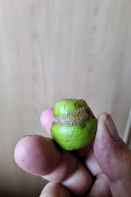 Problémy zahrádkářů s jabloněmi: poškozené plody