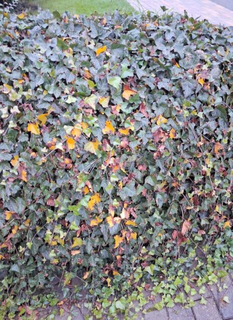 Rady odborníka ČZS