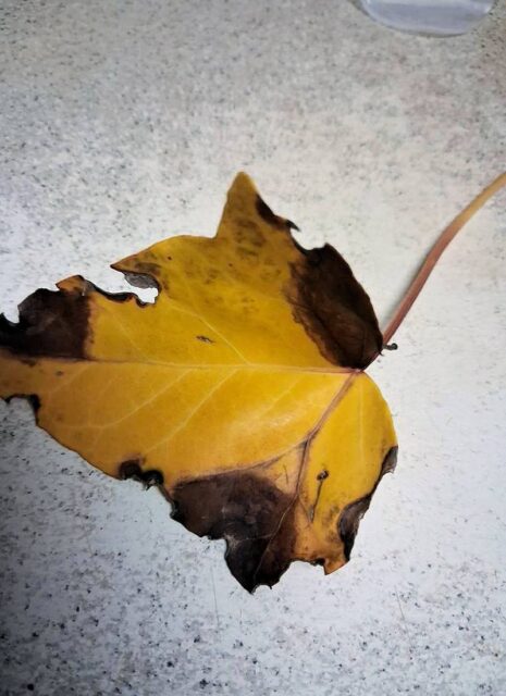 Rady odborníka ČZS