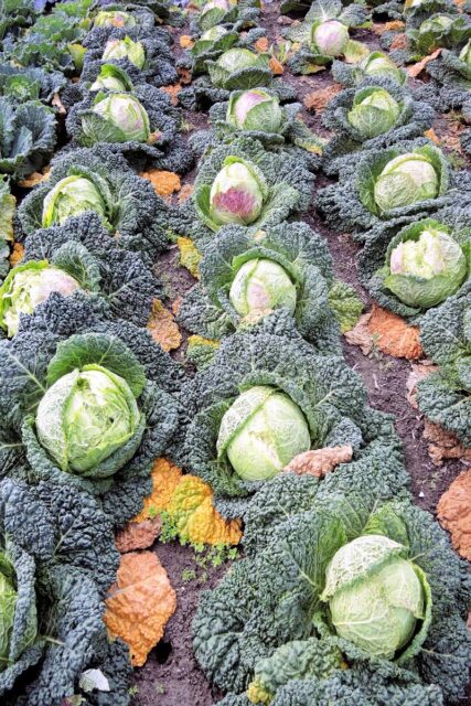 Jak na skladování zeleniny?