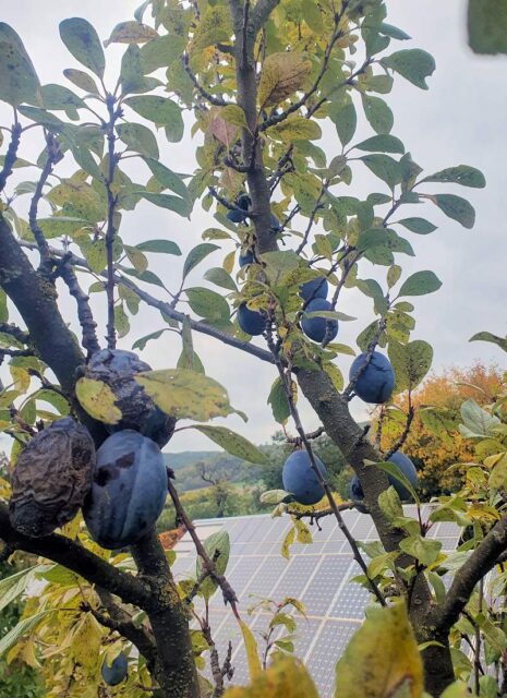 Rady odborníka ČZS