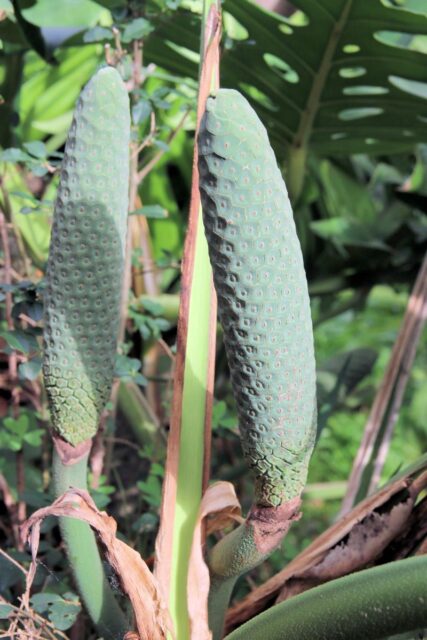 Plodenství monstery lahodné