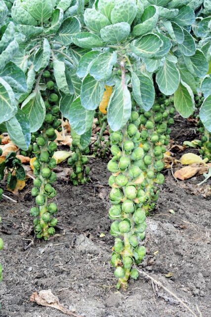 Jak na skladování zeleniny?