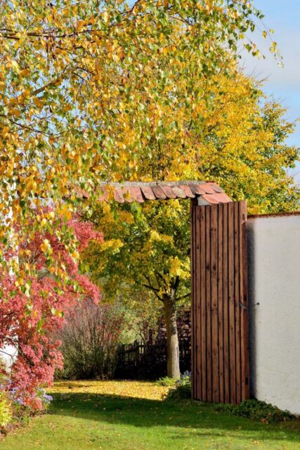 Dožluta na podzim barví listí u bříz a lip