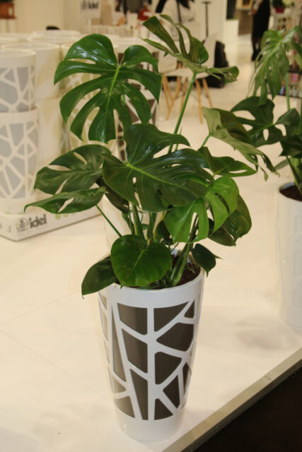 Monstera je známá pokojová rostlina