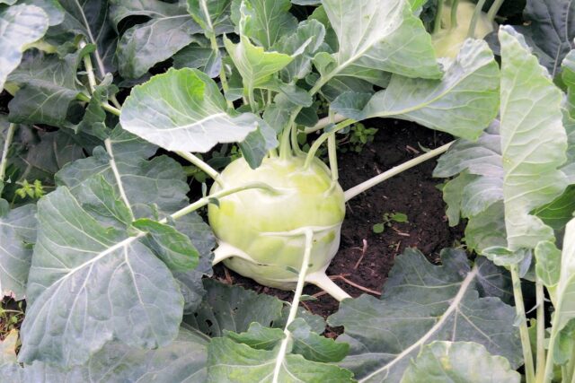 Jak na skladování zeleniny?