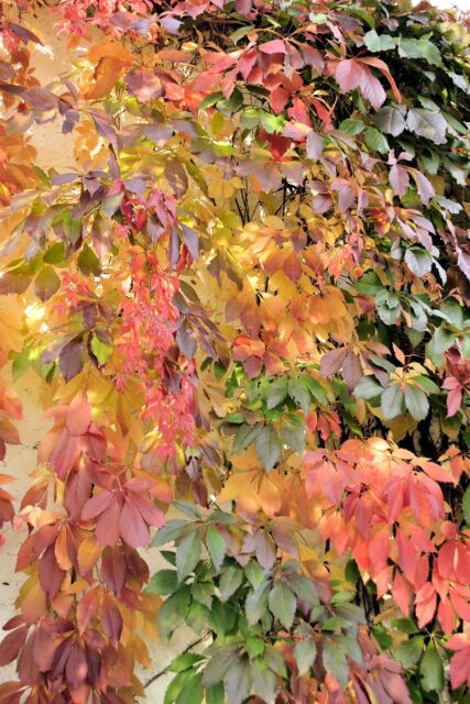 Přísavník má pestré podzimní zbarvení listů