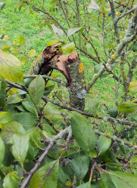 Rady odborníka ČZS