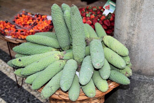 Monstera lahodná má opravdu lahodné plody