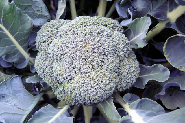 Jak na skladování zeleniny?