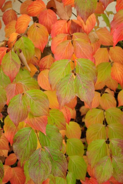 Dřín japonský - krásné podzimní zbarvení listí