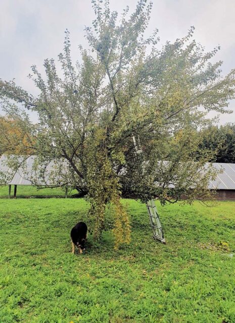 Rady odborníka ČZS