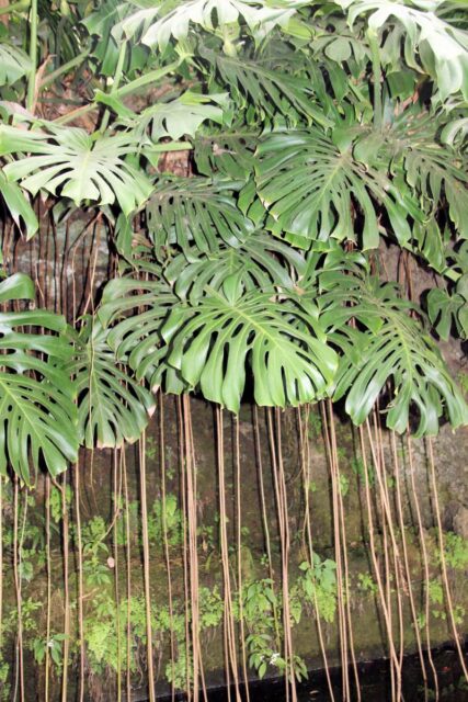 Pro monstery jsou typické vzdušné kořeny