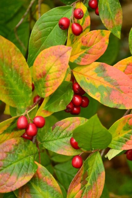 Málo používaný velký skalník puchýřnatý