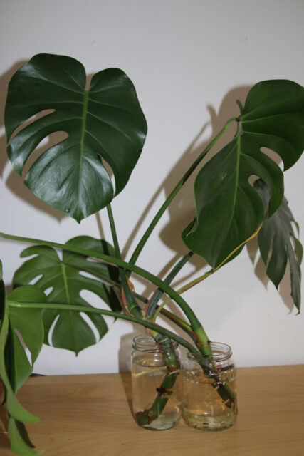 Množení monstery není složité