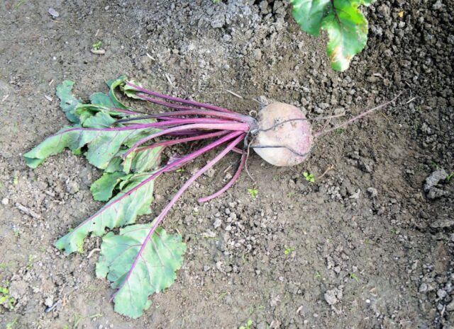 Jak na skladování zeleniny?