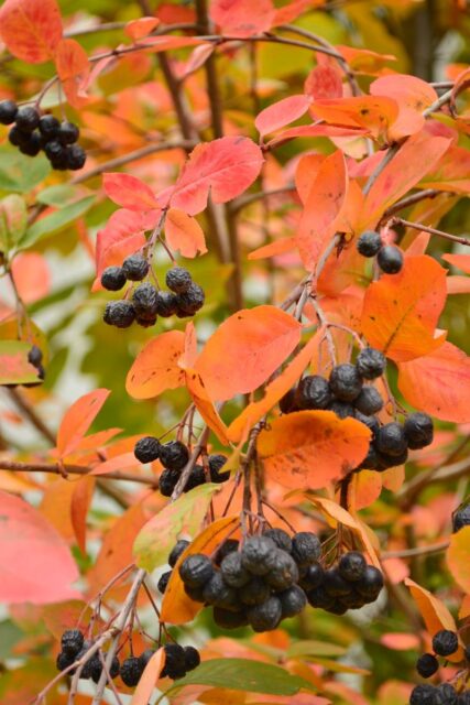 Aronie, středně vysoký a nenáročný keř