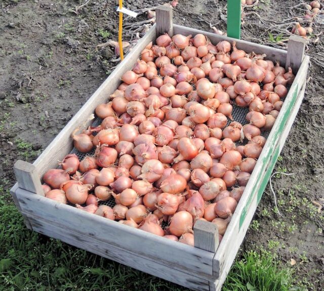 Jak na skladování zeleniny?