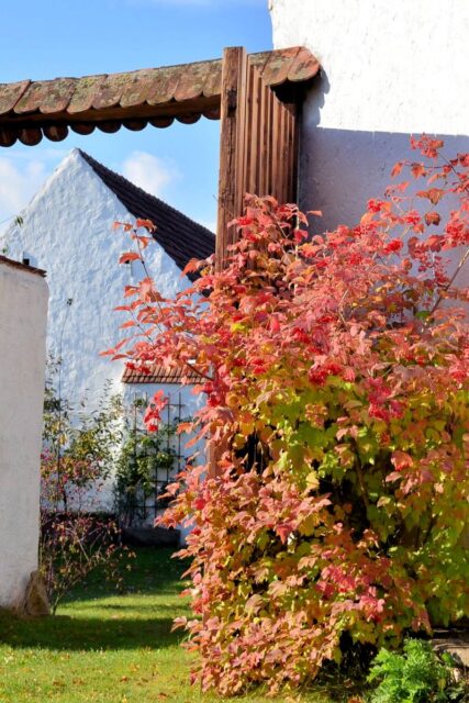 Kalina obecná červené zbarvení podzinního listí