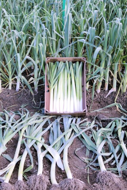 Jak na skladování zeleniny?