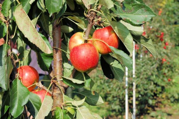 Sloupcovitá jabloň Acrobat