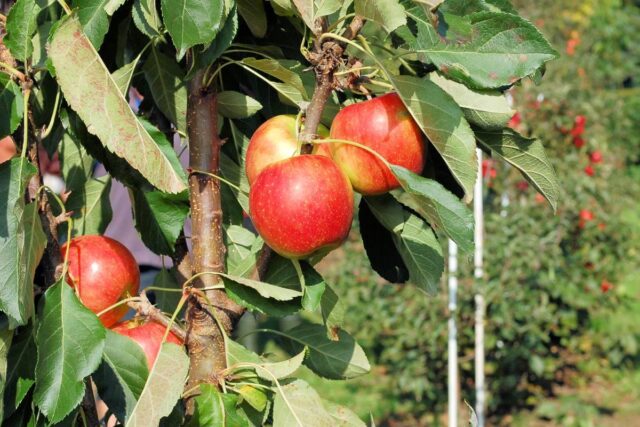 Sloupcovitá jabloň Acrobat