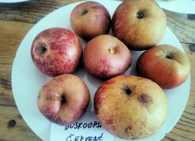 Boskoopské červené