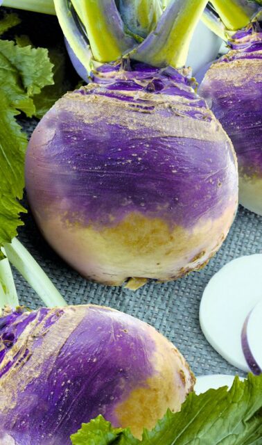 Plod tuřínu Dalibor