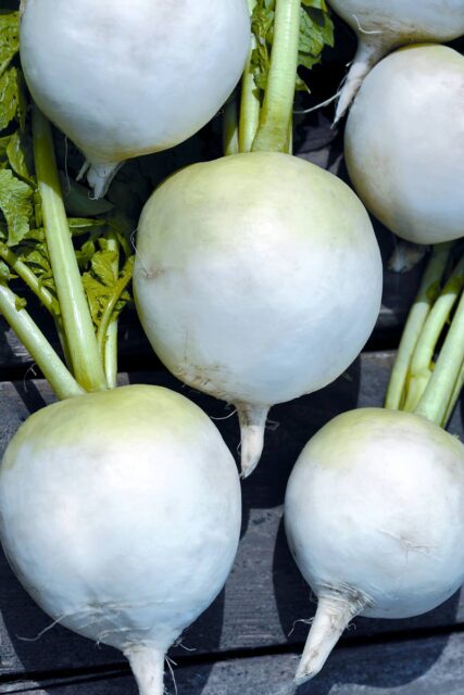 Jaonská ředkev Acord