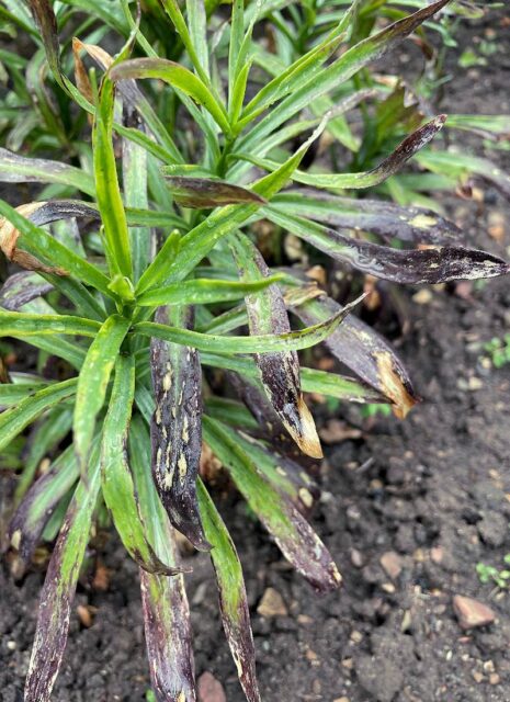 Problémy zahrádkářů - lilie, třásněnka