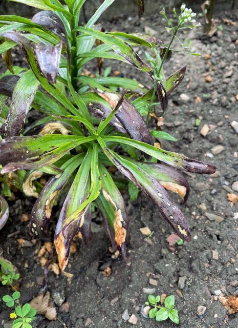 Problémy zahrádkářů - lilie