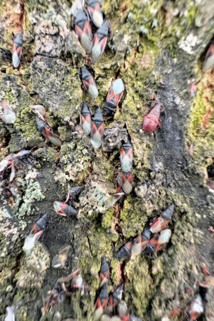 Ploštice - blanatka lipová