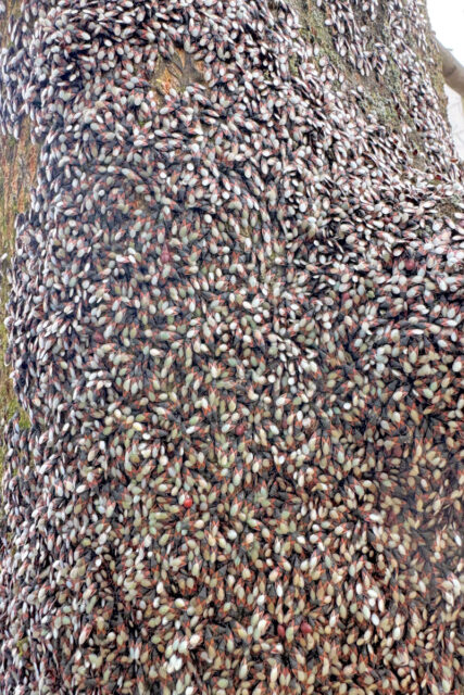 Problémy zahrádkářů s hmyzem na lípách a fasádách