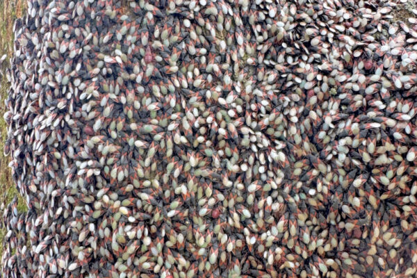 Problémy zahrádkářů s hmyzem na lípách a fasádách