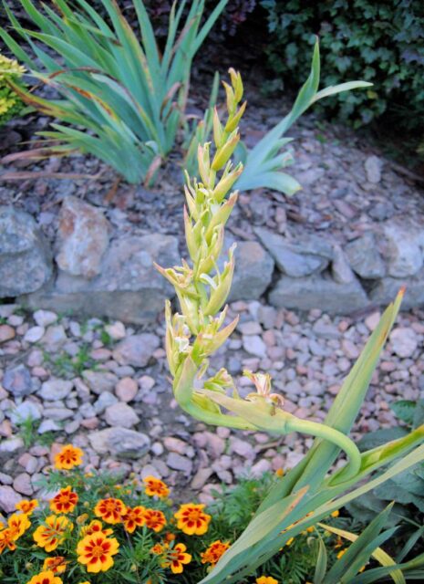 Problémy zahrádkářů - mečíky