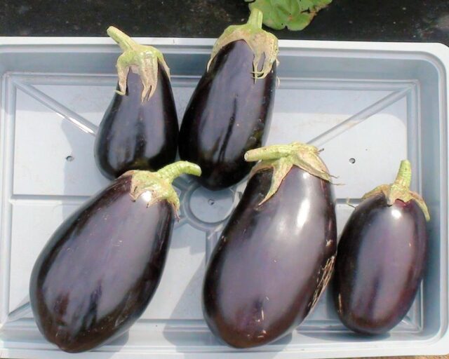 Jak na skladování zeleniny?