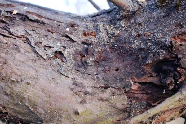 Problémy zahrádkářů - stará jabloň